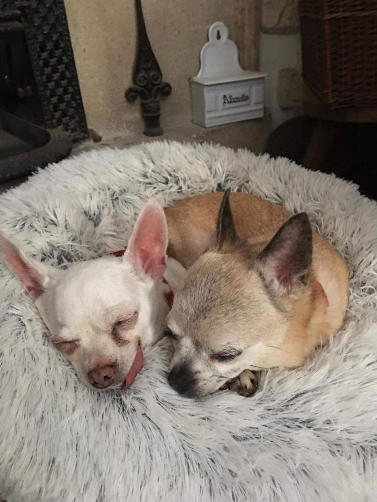 DAUKT et DAISY - chihuahuas 13 ans - Association les petits coeurs  451B1704-7E16-45BD-96AF-242C39B8D3EA-768x1024