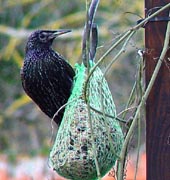 Nourrir les oiseaux en hiver Etourneau