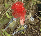 Nourrir les oiseaux en hiver Mesange