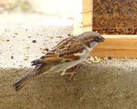 Nourrir les oiseaux en hiver Moineau