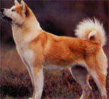 A Akita