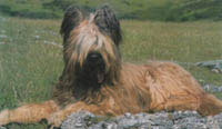 B Briard