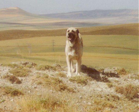 Boyle Kopekler Gordunuz Mu??? Kangal