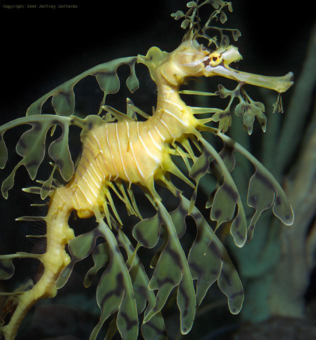 Sujet hasardeux Leafy_sea_Dragon_1