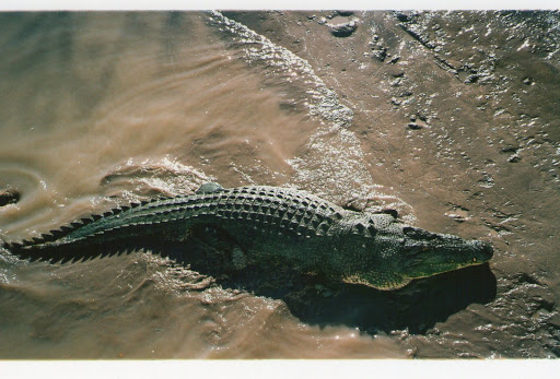 Questões e Fatos sobre Crocodilianos gigantes: Transferência de debate da comunidade Conflitos Selvagens.  Adelaide%2525201