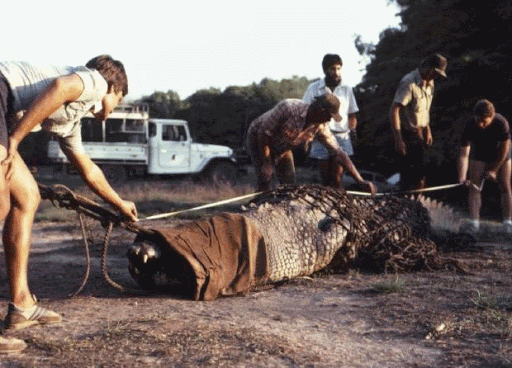 Questões e Fatos sobre Crocodilianos gigantes: Transferência de debate da comunidade Conflitos Selvagens.  15622_09