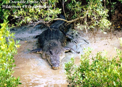 Questões e Fatos sobre Crocodilianos gigantes: Transferência de debate da comunidade Conflitos Selvagens.  Darwin%25252001247