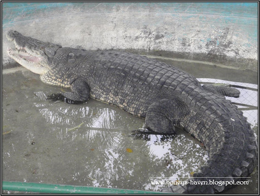 Questões e Fatos sobre Crocodilianos gigantes: Transferência de debate da comunidade Conflitos Selvagens.  3