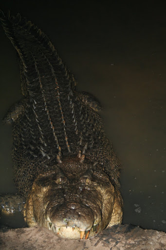 Questões e Fatos sobre Crocodilianos gigantes: Transferência de debate da comunidade Conflitos Selvagens.  IMG_0507