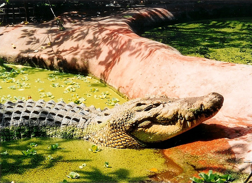 Questões e Fatos sobre Crocodilianos gigantes: Transferência de debate da comunidade Conflitos Selvagens.  321224625_82a11da01c