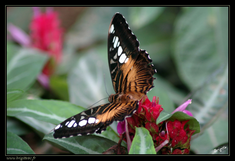 Les papillons (à identifier si vous vous y connaissez...) 045-border