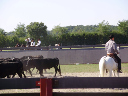 Mondial TREC 2008 - quitation de travail chevaux camargues 20-21-sept_08%20272