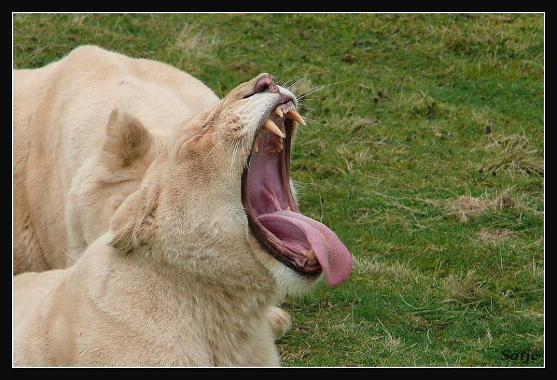 les photos du parc des felins ... FELIN231a