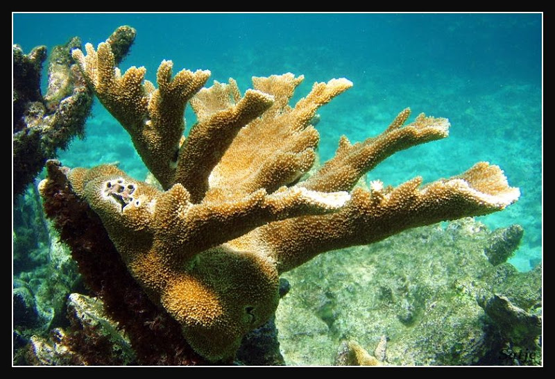 Un petit tour sous l'eau Guadeloupe%202008%20-%20124