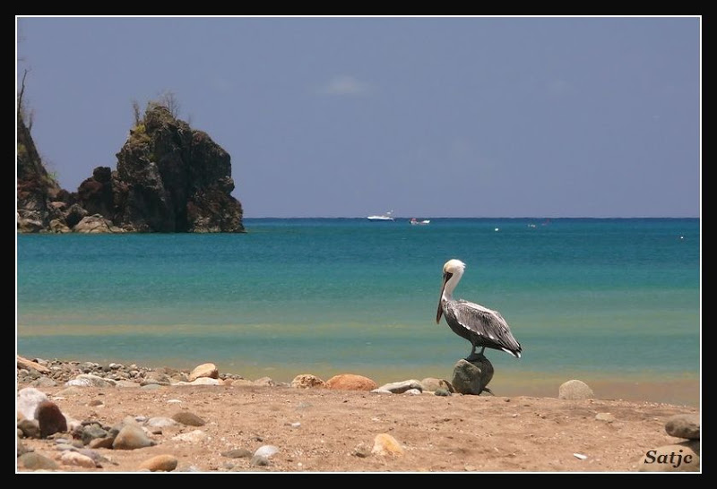 Quelques Piaf de Guadeloupe (+ Ajout + Exif) Guadeloupe%202008%20-%20166