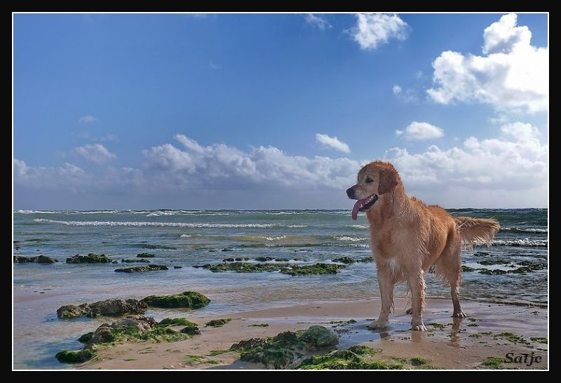 Vicky à Oleron (MAJ le 15/08/2008) P1040495