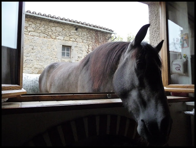 Tintorero P1040728