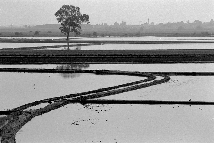 Fotogara n01/02 - Finite le votazioni 30 Aprile 2009 - APERTE LE DISCUSSIONI 11%20-%20Risaia