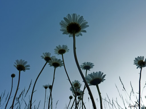 Une Forêt de marguerites For%C3%AAt%20marguerites