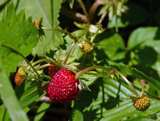 Miam l'été ! Fraise1040345