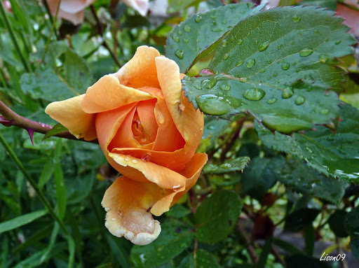 Pluie de roses et roses sous la pluie Rose1030358