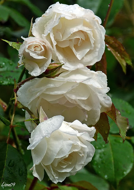 des roses après la pluie Roses1000037