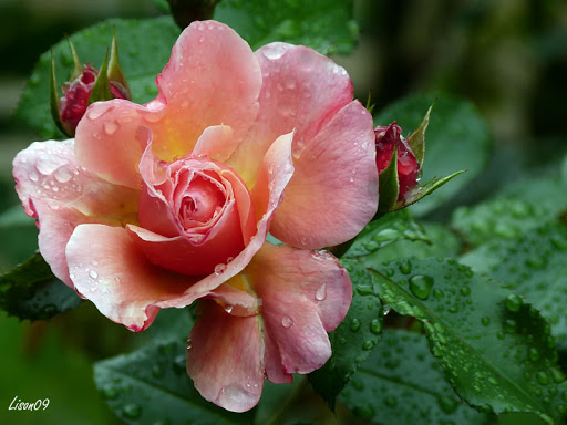 des roses après la pluie Rose1000053