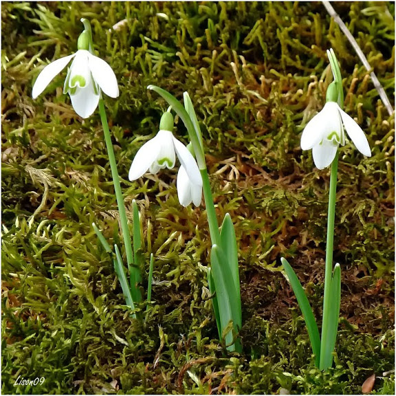 Premières fleurs + ajouts Perces%20neiges1120269