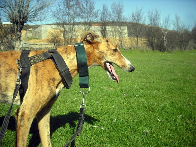 galgo - [Resuelto]Rayo, galgo de 1 año busca casa de acogida o adoptante (León) DSCF4864%5B4%5D