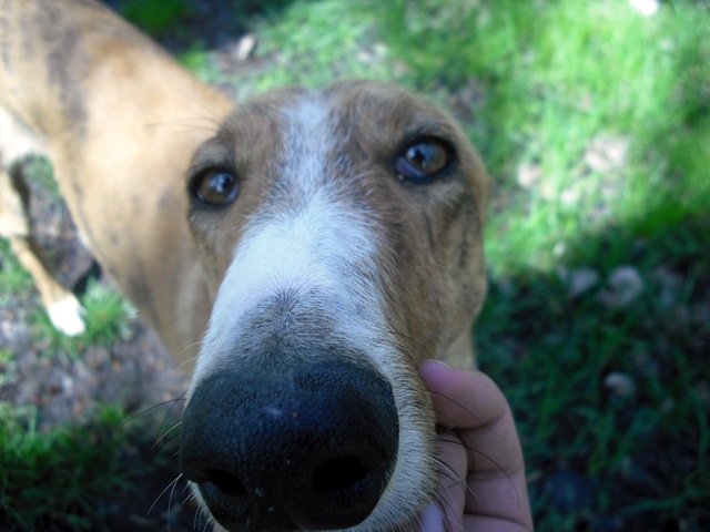 galgo - [Resuelto]Rayo, galgo de 1 año busca casa de acogida o adoptante (León) DSCF5322%5B5%5D