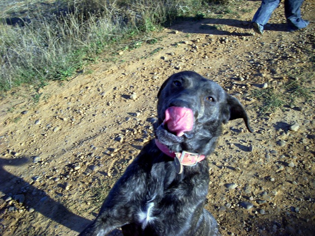 galgo - ADOPTADO!! Sar, x de Galgo, 1 año y 1/2 (Sahagún – León) IMG_3175%5B4%5D