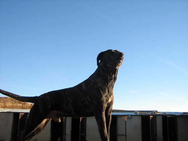 galgo - ADOPTADO!! Sar, x de Galgo, 1 año y 1/2 (Sahagún – León) IMG_2722%5B4%5D