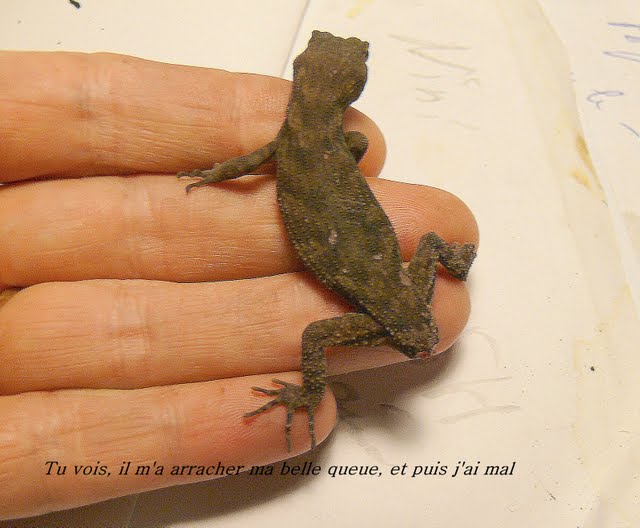 Mon gros  geko Margouillat%20001