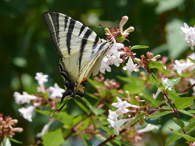 Concours Miss Numérique : Les insectes P1040310%20papillon