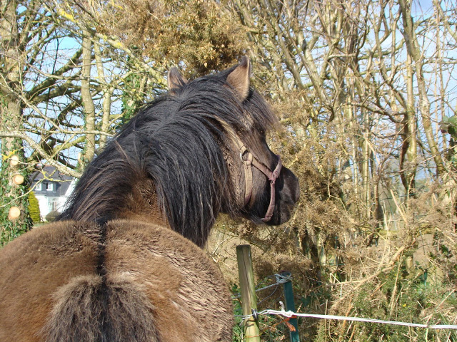 Kaïla alias Penn Du (ça lui va mieux d'ailleurs) croisé connemara et highland de 12 ans(à parrainer) DSC01614