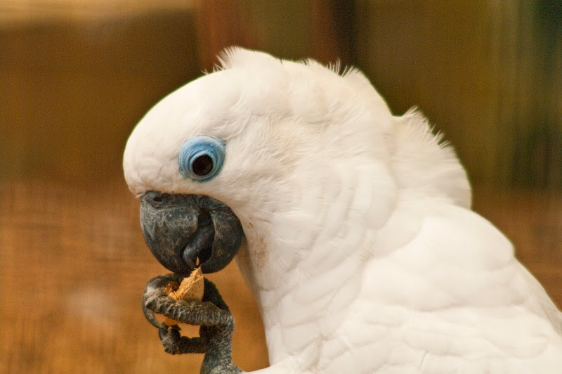 BIRDIE @ BIRD PARK _K7_8900