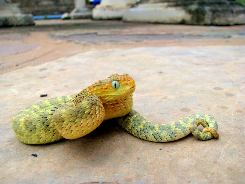 Lovers of Atheris... IMG_2543