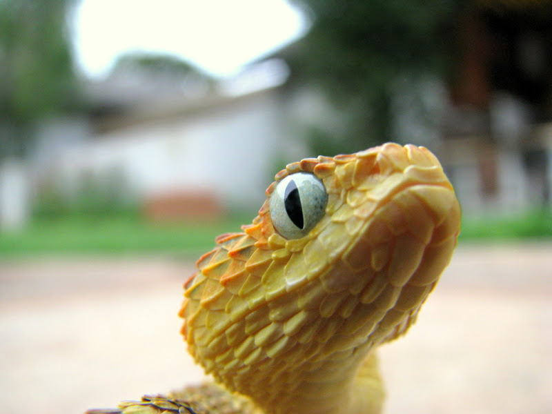 Lovers of Atheris... IMG_2567