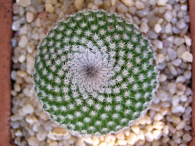 الصباريات كيفية زراعتها والعناية بها Cactuses Mammillariatlalocii%5B4%5D