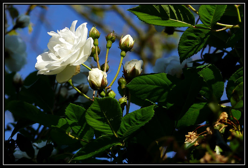 Mignonne, allons voir.... P1170756RETNETBORD