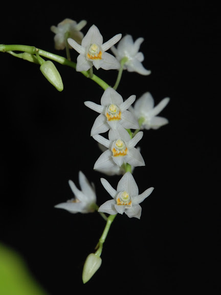 Une petite blanche en fleur! CSC_1167