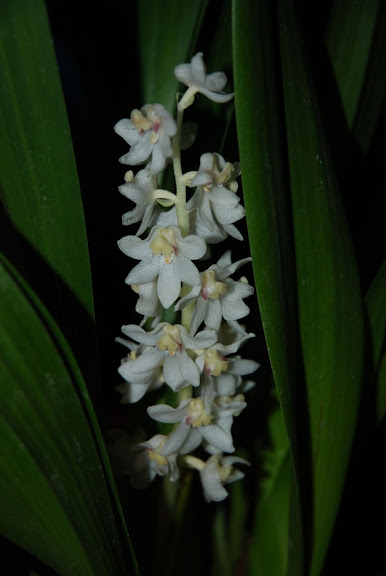 Une petite blanche en fleur! DSC_0001