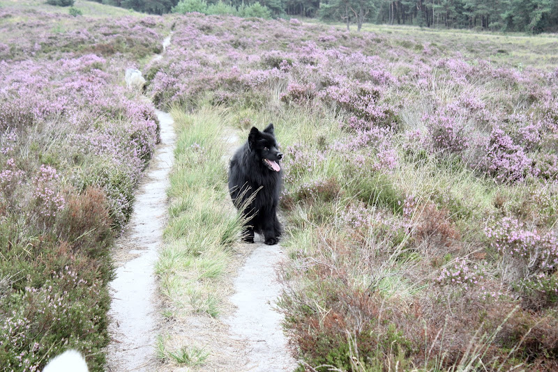 Wandeling op de bloeiende heide IMG_0103