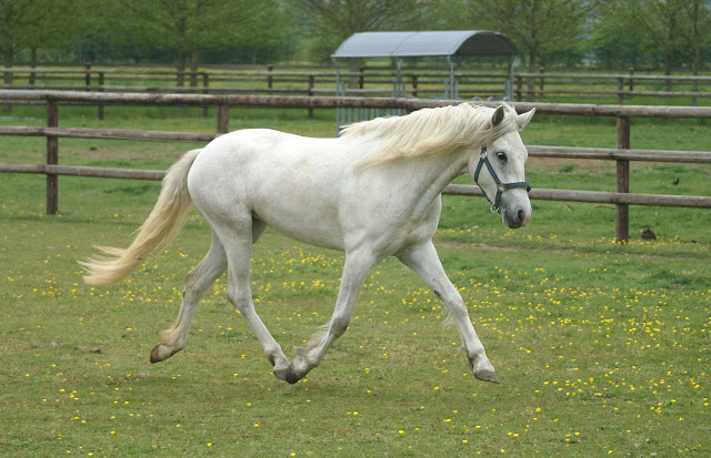 Elevage Evince, poneys Welsh et Connemara - Page 5 PICT0417