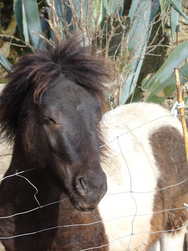 Tomy poney type mini shetland né en 2008 ( à parrainer)  DSC05798