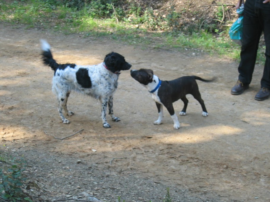 Divine et son nouveau pote Taïs le boxer IMG_0035