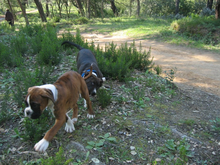 Divine et son nouveau pote Taïs le boxer IMG_0037