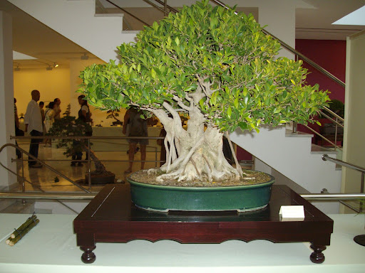 XX CONGRESO NACIONAL DE BONSAI, BENALMADENA 2007 IMGP0771