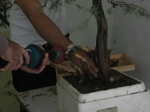 I Jornadas de Otoño de Bonsai- Villanueva de la Concepción IMGP0611