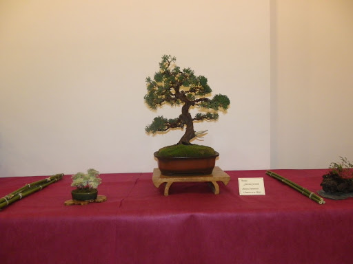 I Jornadas de Otoño de Bonsai- Villanueva de la Concepción IMGP0582